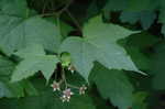 Purpleflowering raspberry